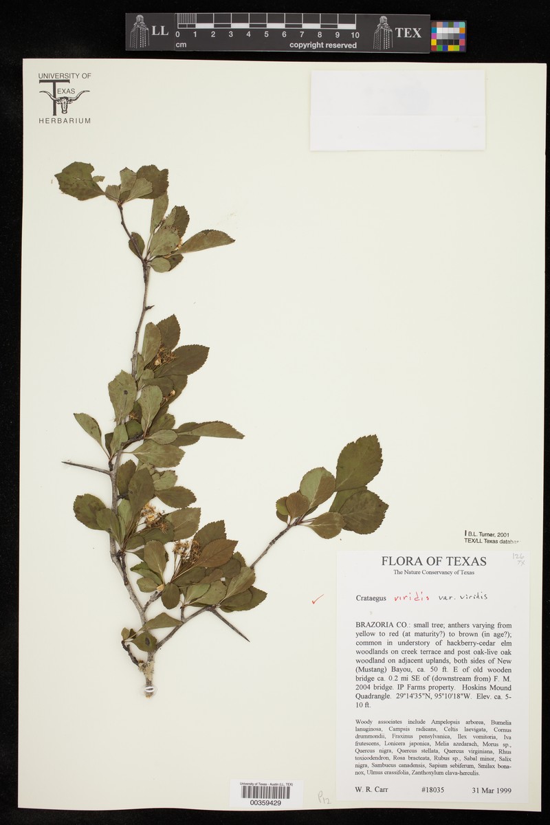 Ovateleaf Hawthorn photo 7