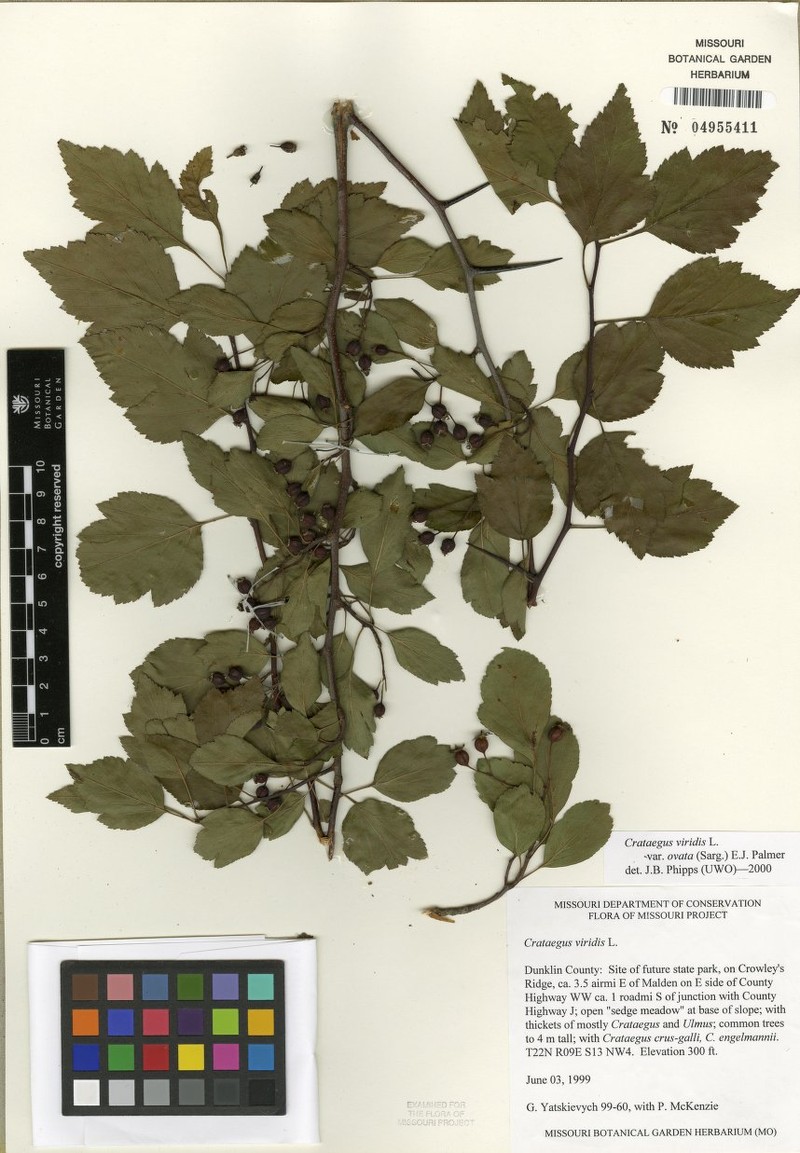 Ovateleaf Hawthorn photo 8
