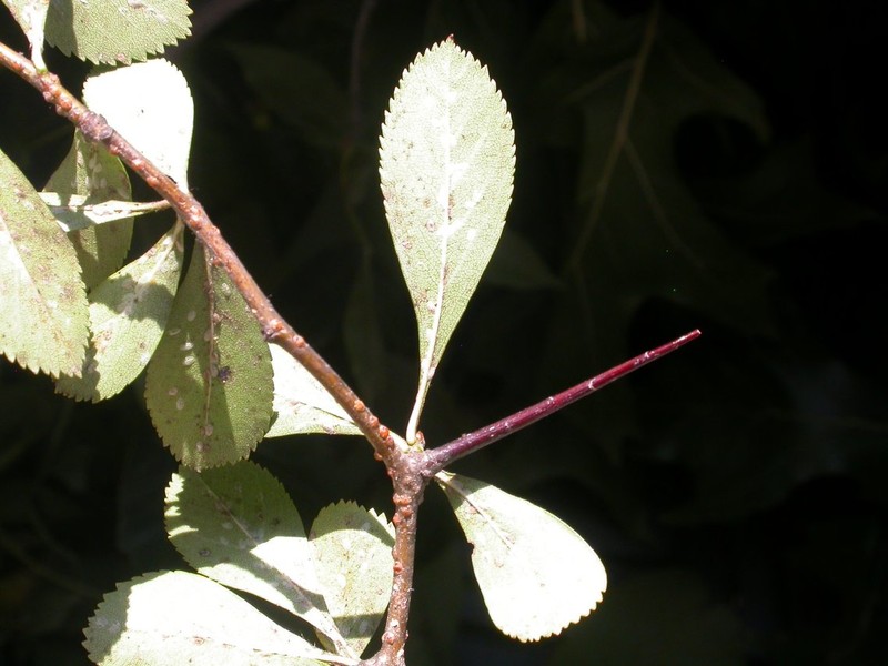 Ovateleaf Hawthorn