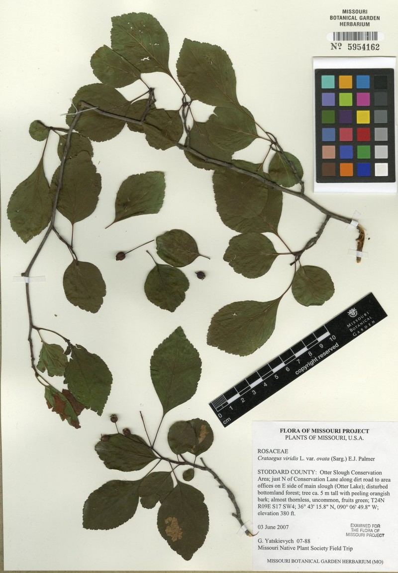 Ovateleaf Hawthorn photo 2