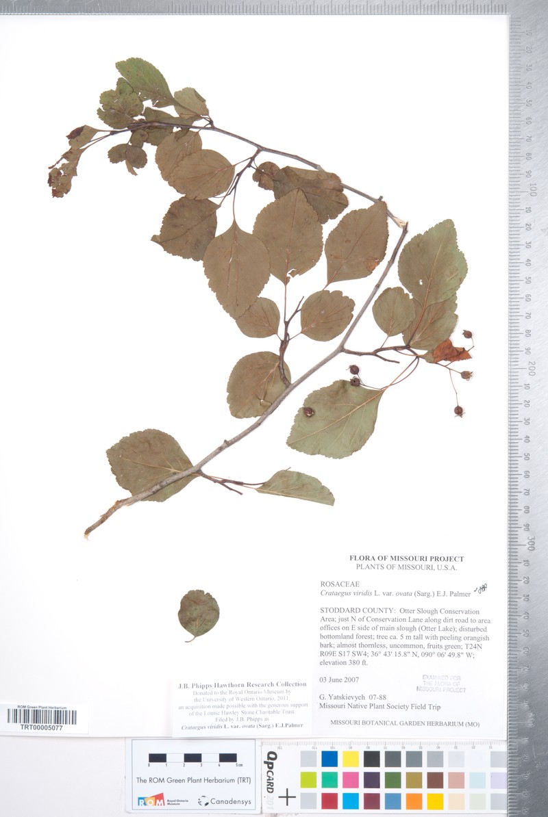 Ovateleaf Hawthorn photo 3