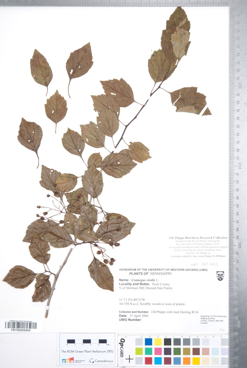 Ovateleaf Hawthorn photo 4