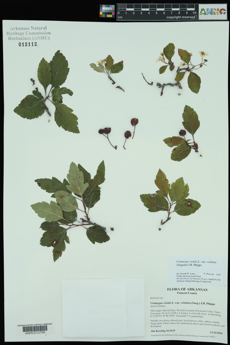 Crataegus viridis var. velutina photo 5