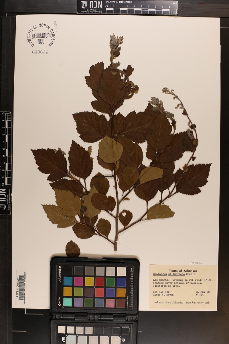 Crataegus viridis var. velutina photo 6