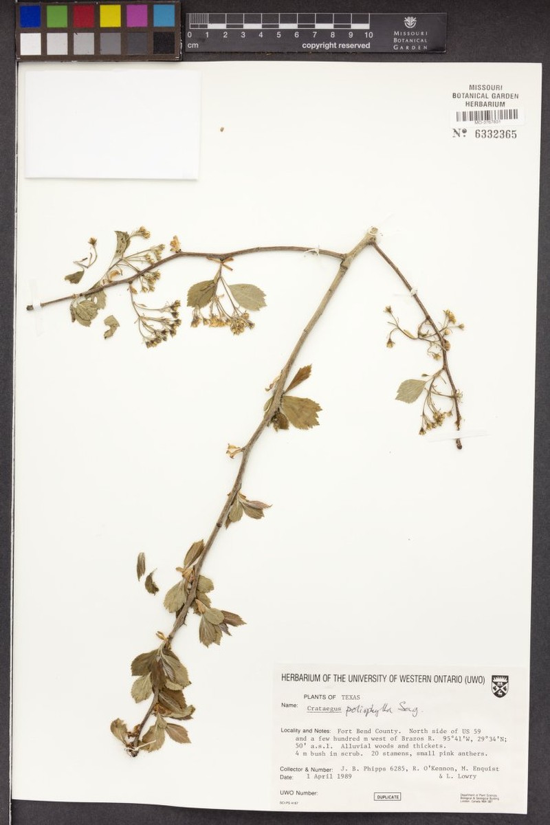 Crataegus viridis var. velutina photo 2