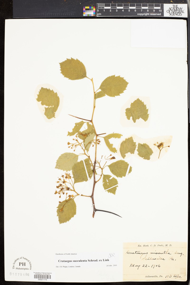 Crataegus viridis var. velutina photo 3