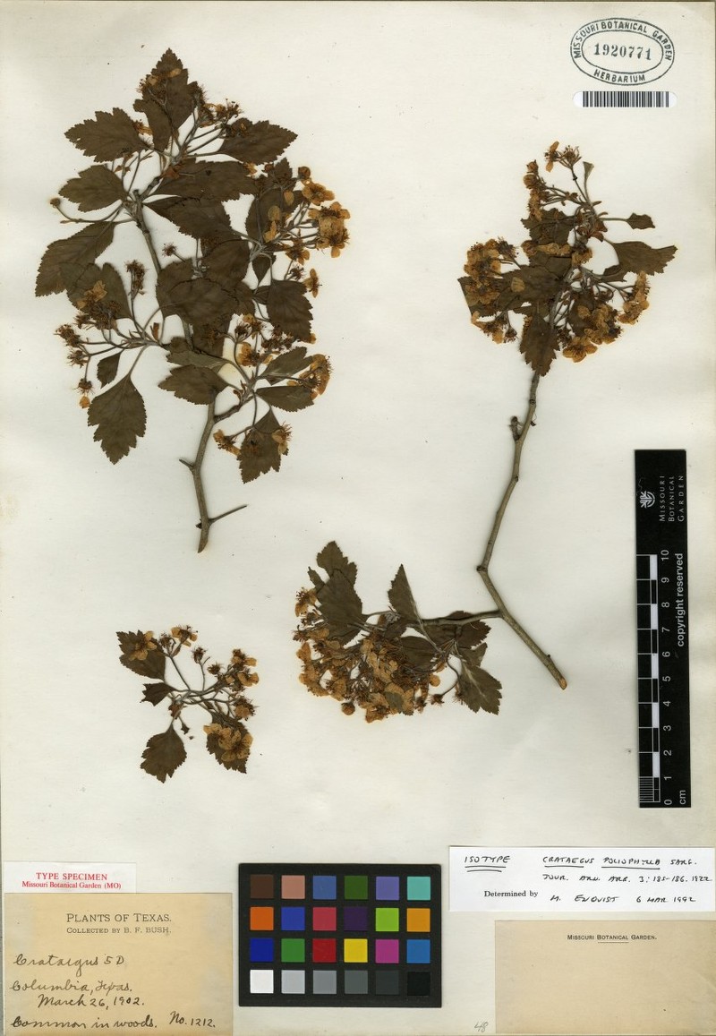 Crataegus viridis var. velutina photo 4