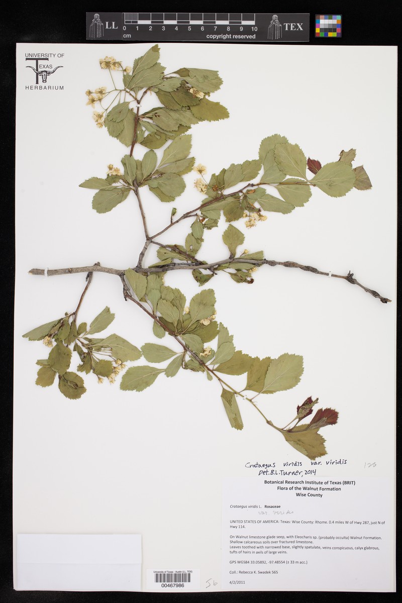 Alabama Hawthorn photo 5