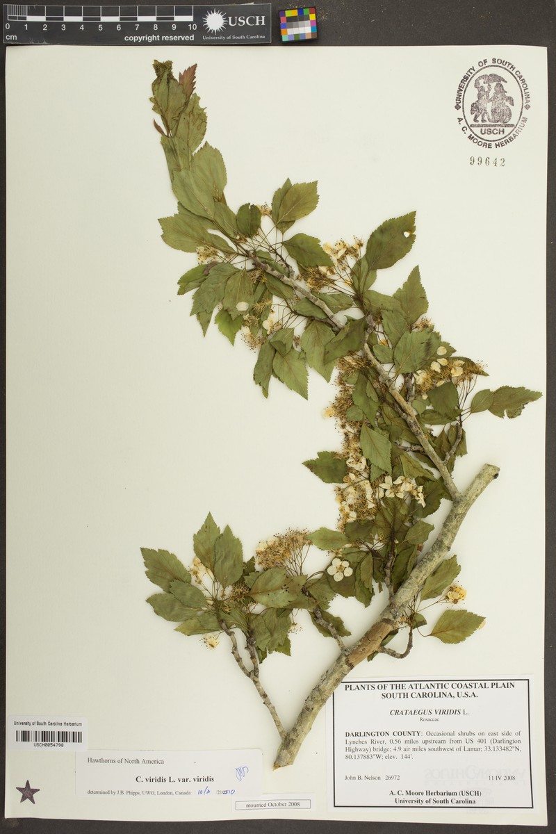 Alabama Hawthorn photo 6