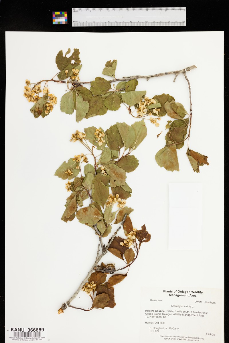 Great Smoky Mountain Hawthorn