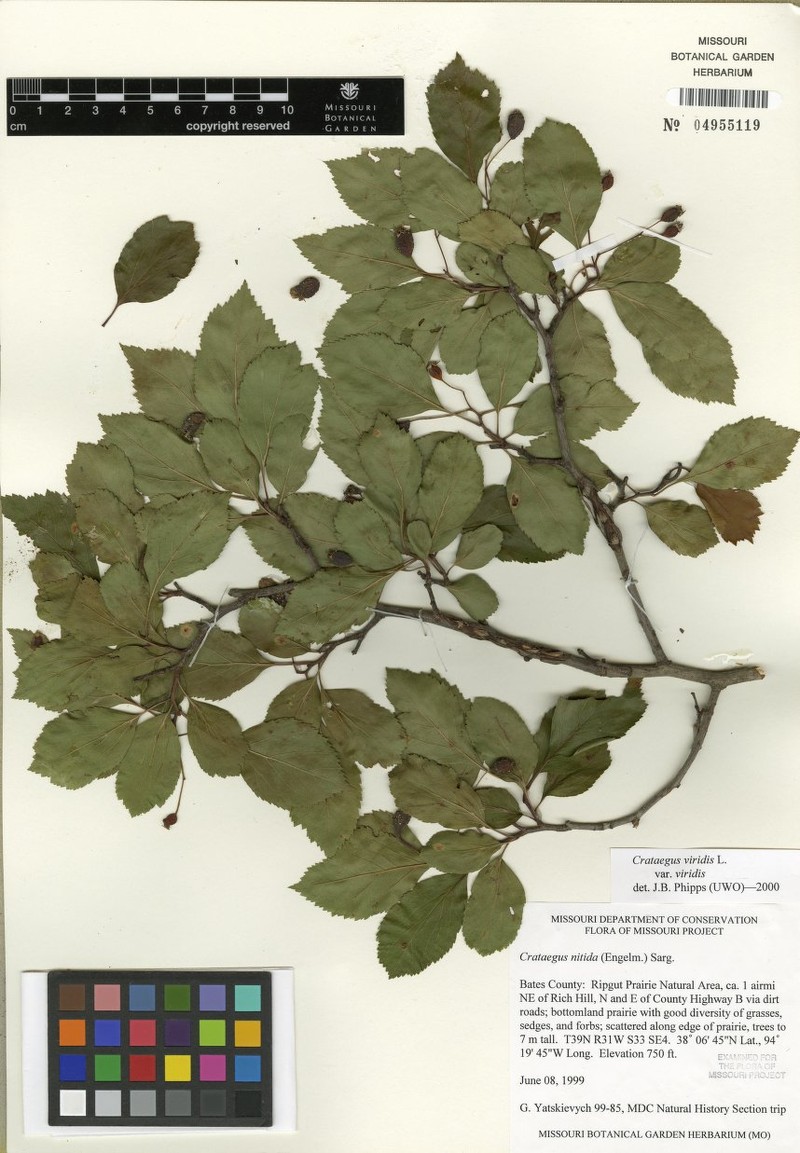 Great Smoky Mountain Hawthorn photo 2