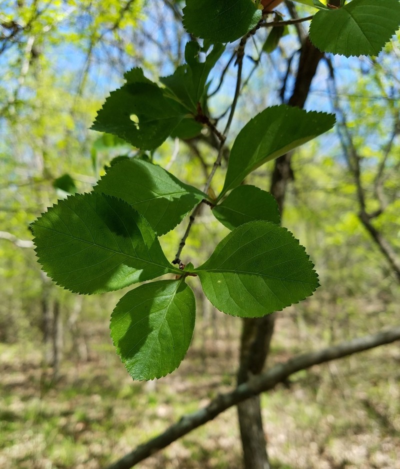Warner's Hawthorn photo 5
