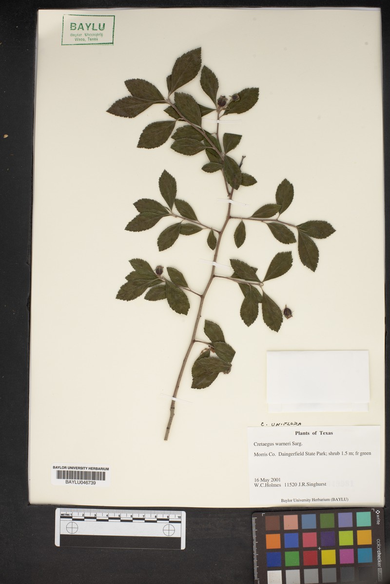 Warner's Hawthorn photo 7