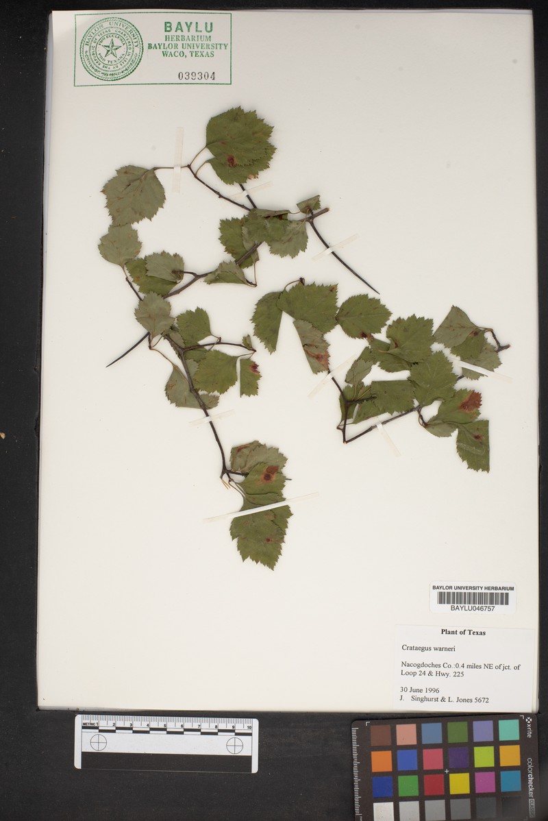 Warner's Hawthorn photo 8