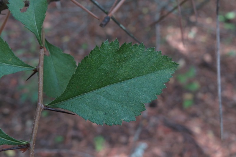 Warner's Hawthorn photo 2
