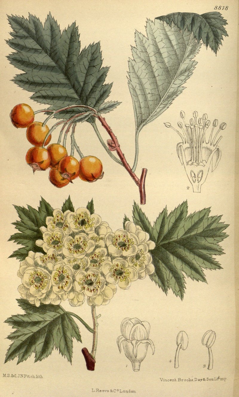 Crataegus wattiana