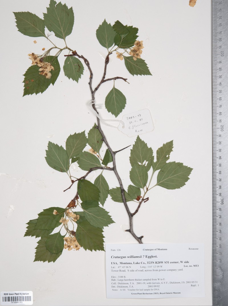 Williams' Hawthorn