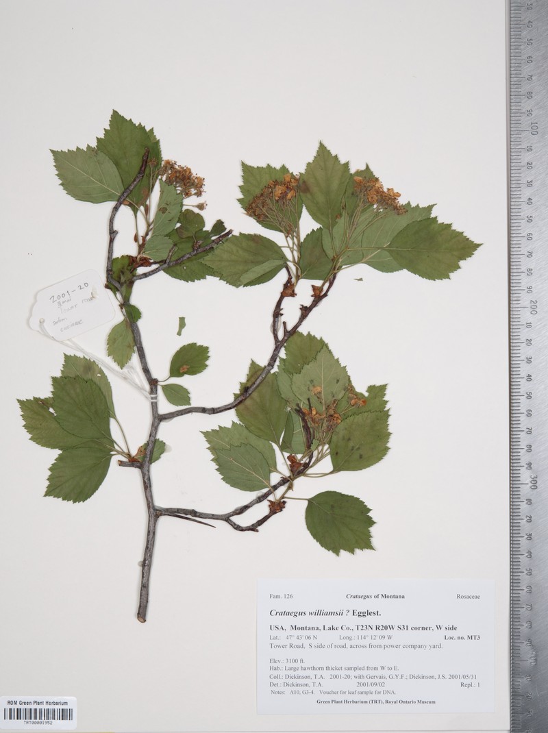 Williams' Hawthorn photo 2