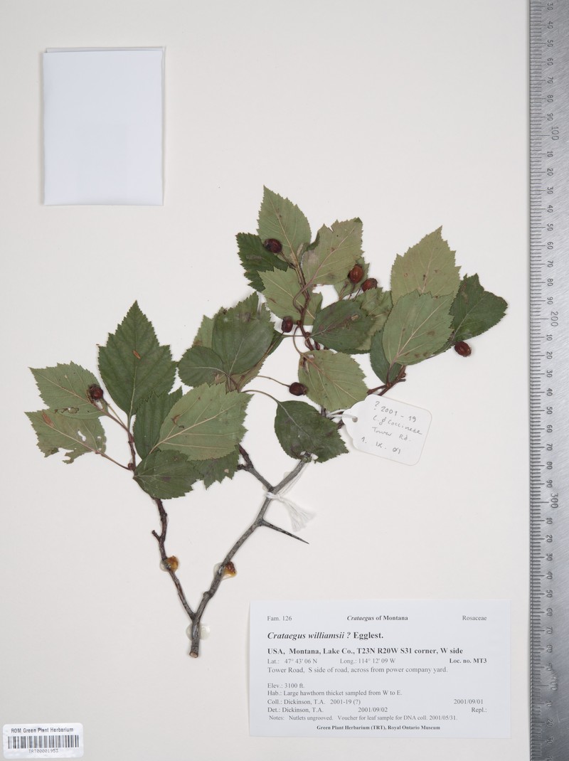 Williams' Hawthorn photo 3