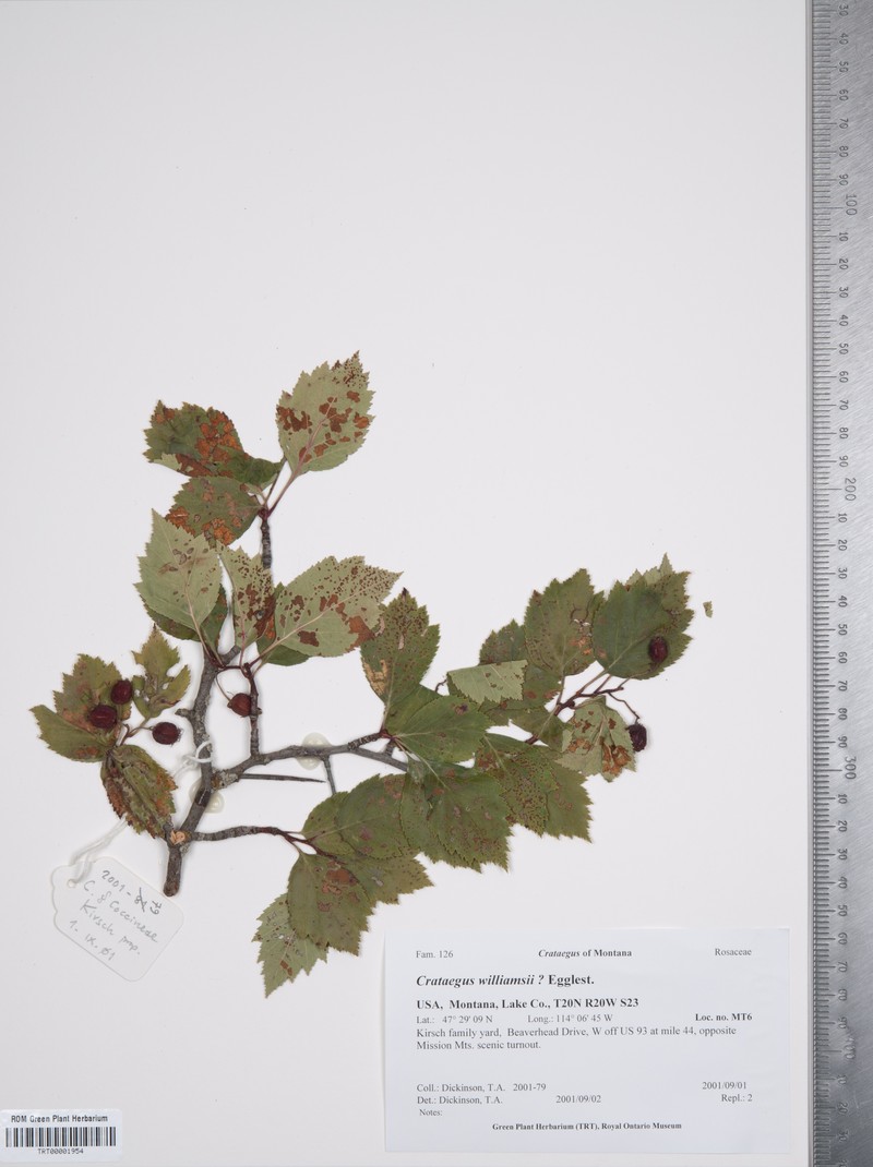 Williams' Hawthorn photo 4