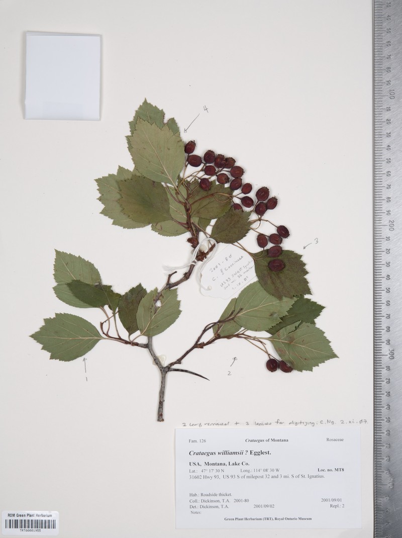 Williams' Hawthorn photo 5