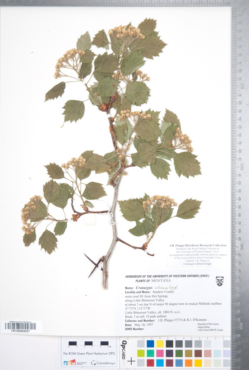 Williams' Hawthorn photo 6