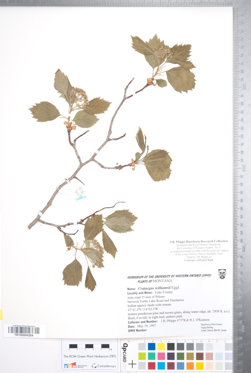 Williams' Hawthorn photo 7