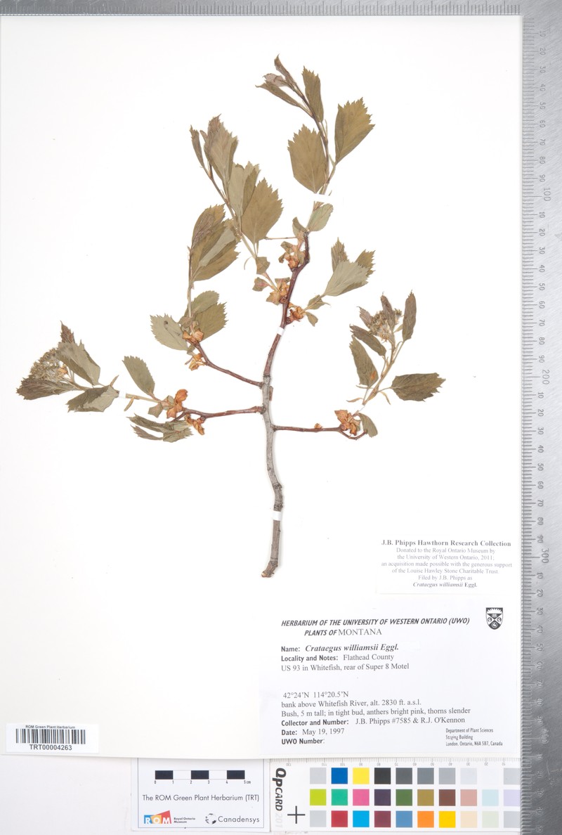 Williams' Hawthorn photo 8
