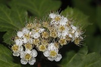 Crataegus wilsonii