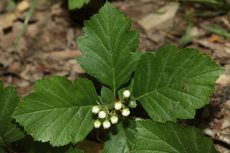 Crataegus wilsonii photo 2