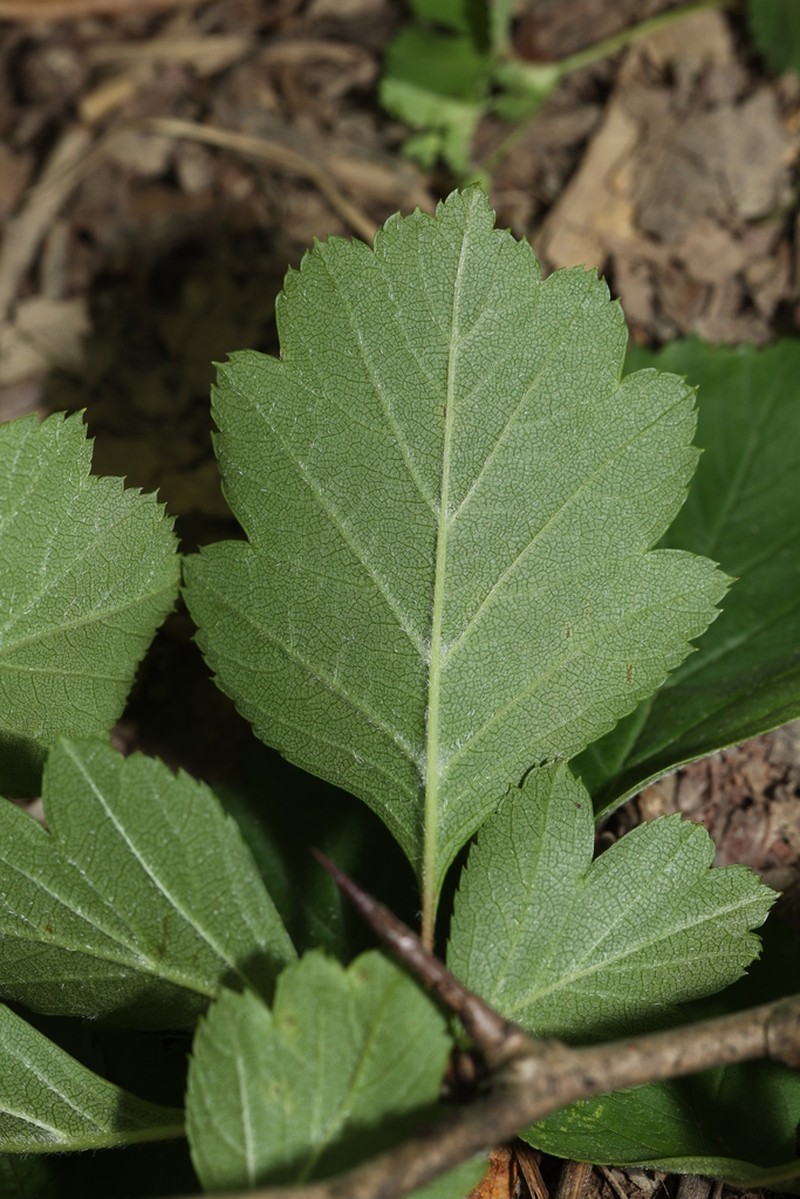 Crataegus wilsonii photo 3