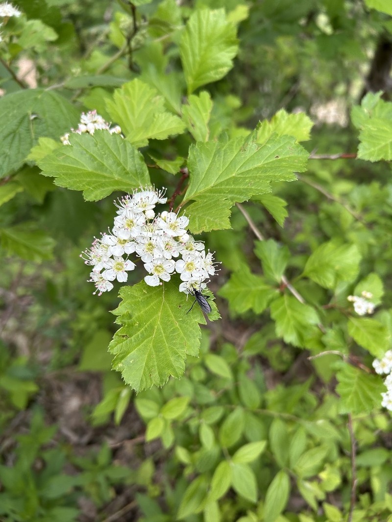 Crataegus wilsonii photo 4