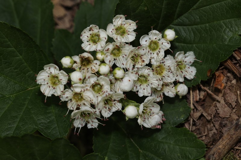 Crataegus wilsonii photo 5