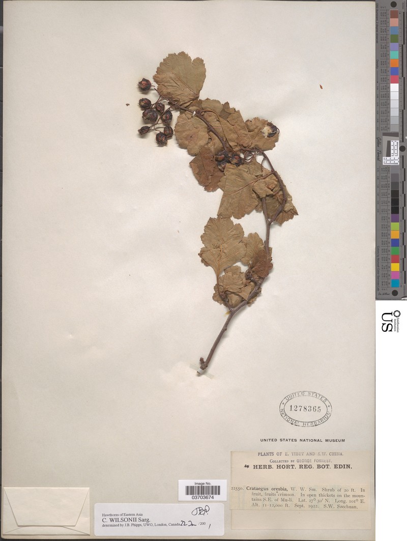 Crataegus wilsonii photo 8