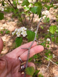 Wooton's Hawthorn