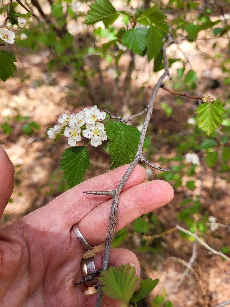 Wooton's Hawthorn