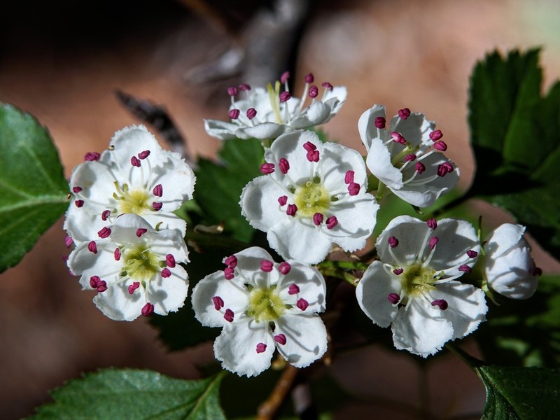 Wooton's Hawthorn photo 2