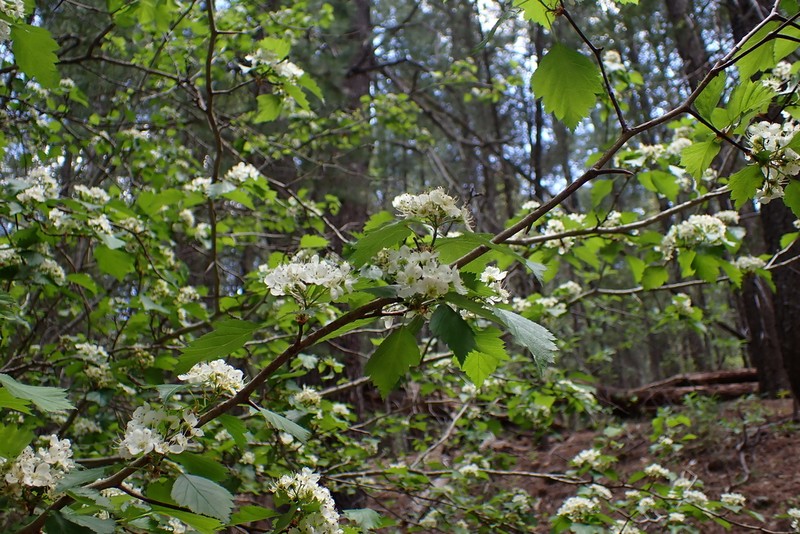 Wooton's Hawthorn photo 3