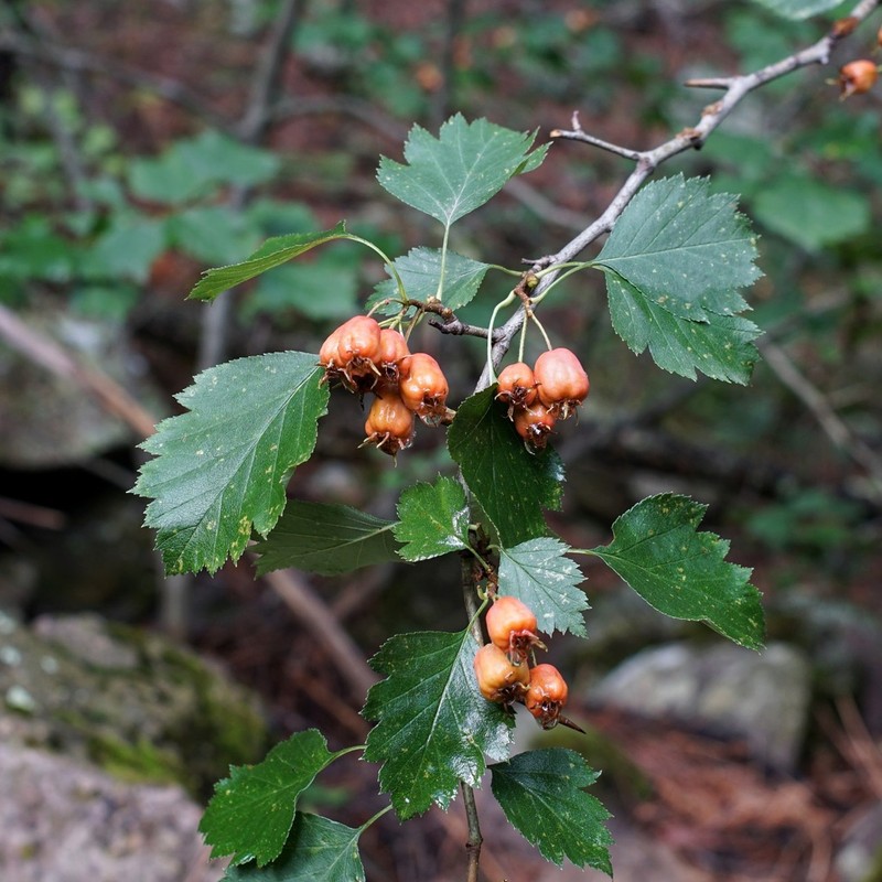 Wooton's Hawthorn photo 4