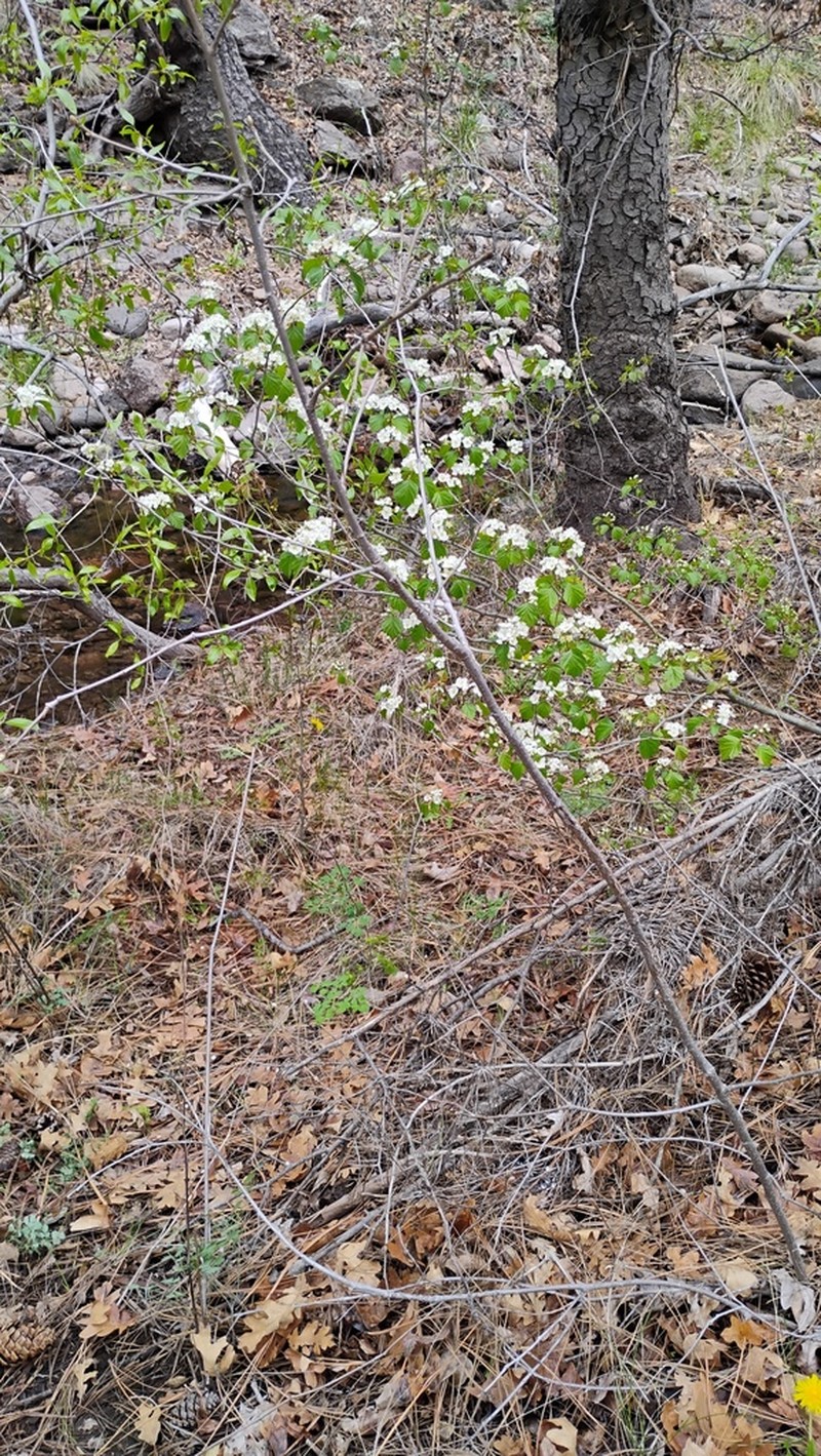 Wooton's Hawthorn photo 5