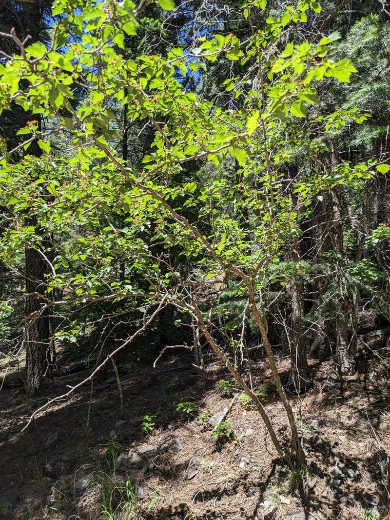 Wooton's Hawthorn photo 6