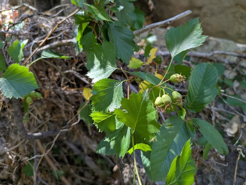 Wooton's Hawthorn photo 7