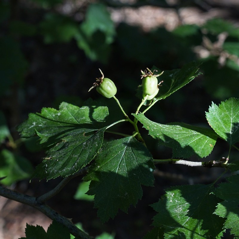 Wooton's Hawthorn photo 8