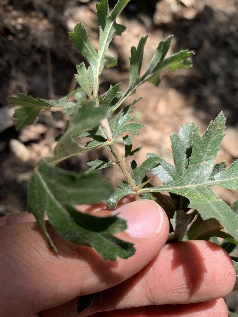 Crataegus zagrica