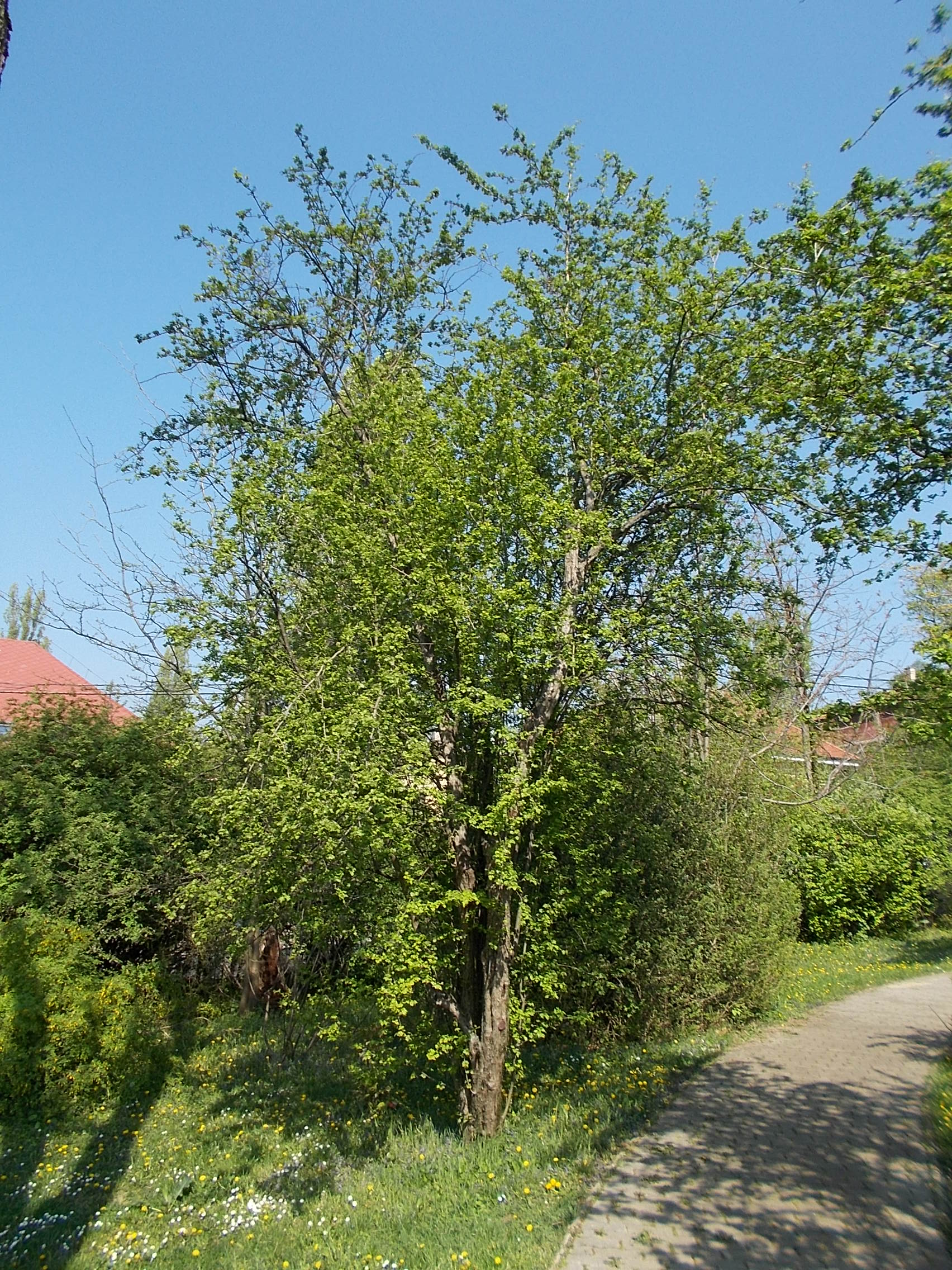 hybrid hawthorn photo 8