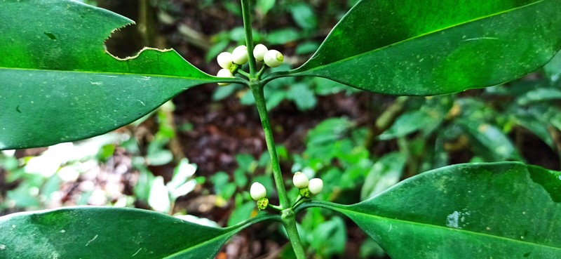 Craterispermum capitatum