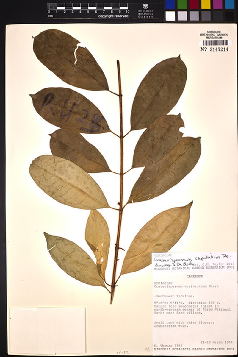 Craterispermum capitatum photo 2