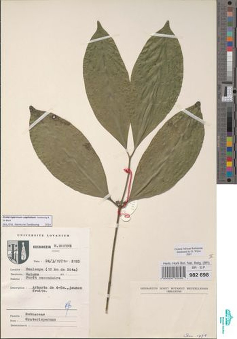 Craterispermum capitatum photo 3