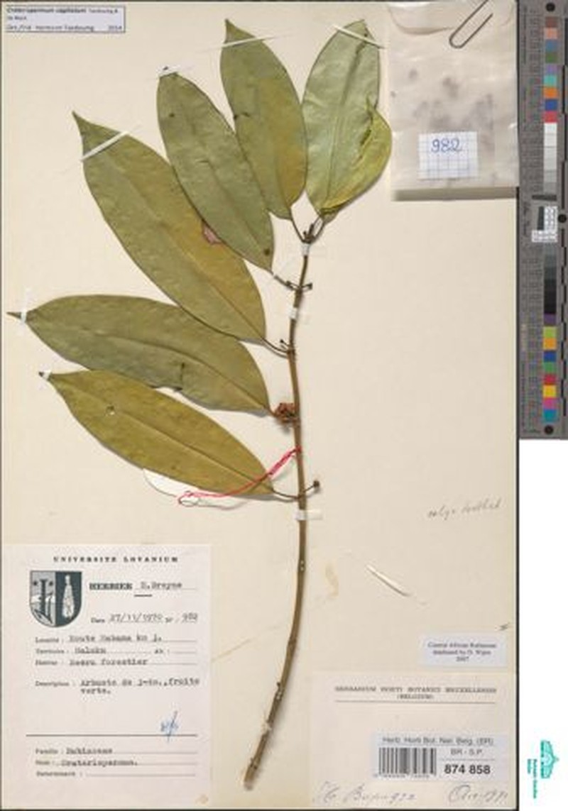 Craterispermum capitatum photo 4