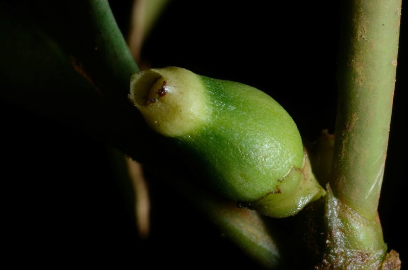 Craterispermum gabonicum